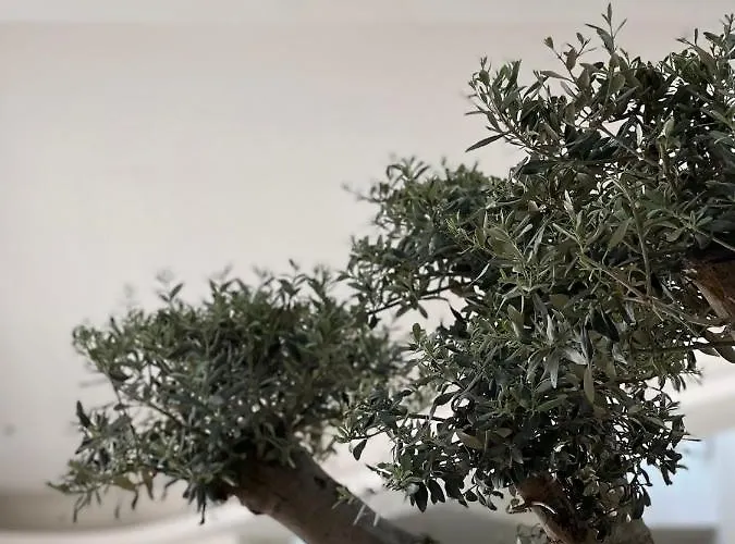 فندق Arin Bodrum 5*