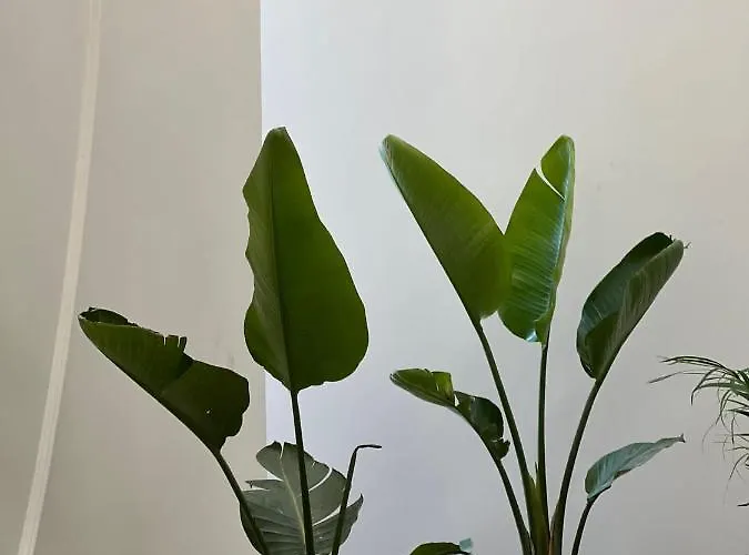 Arin Bodrum تورغوتْريس