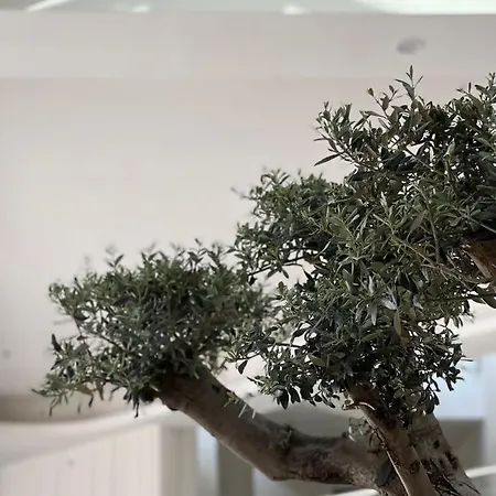 酒店 Arin Bodrum 5*