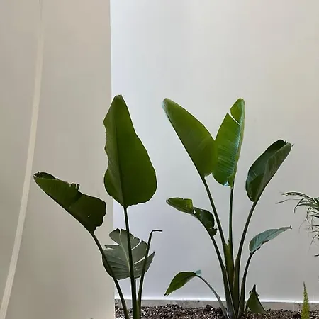 Arin Bodrum トゥルグトレイス